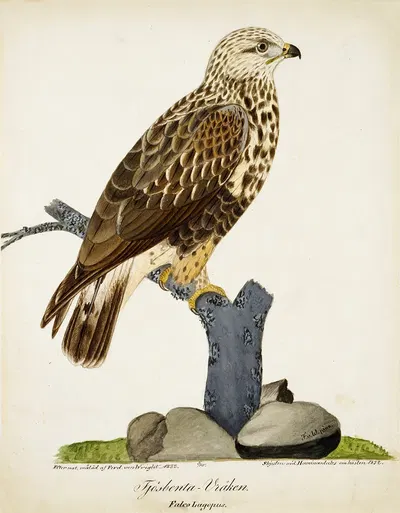 Rough-Legged Buzzard by Ferdinand von Wright, 1832 — digital art print download