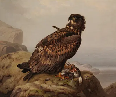White-Tailed Eagle With Its Prey by Ferdinand von Wright, 1861 — digital art print download