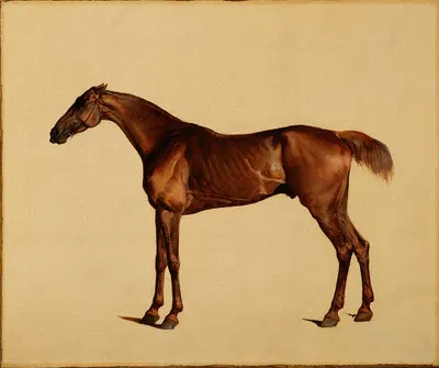 Pangloss by George Stubbs, 1762 — digital art print download