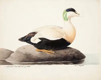 Common Eider, Male by Magnus Von Wright, 1828 — digital art print download