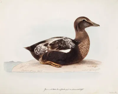 Common Eider, Old Male In Summer by Magnus Von Wright, 1865 — digital art print download