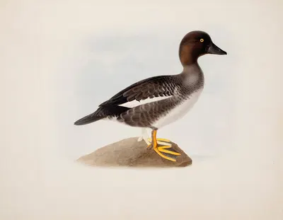 Common Goldeneye by Magnus Von Wright, 1836 — digital art print download