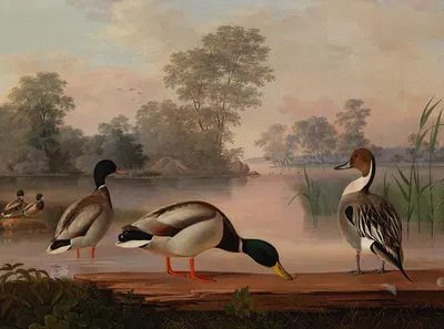 Ducks by Magnus Von Wright, 1853 — digital art print download