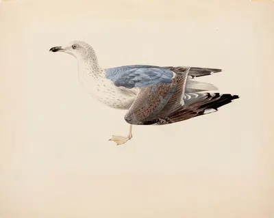 European Herring Gull by Magnus Von Wright, 1837 — digital art print download