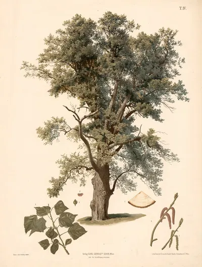 Poppel by Johann Kautsky, 1889 — digital art print download