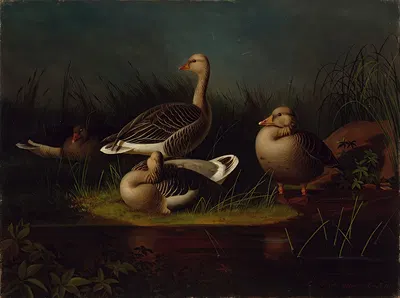Greylag Geese, Copy After Ferdinand Von Wright by Magnus Von Wright, 1866 — digital art print download