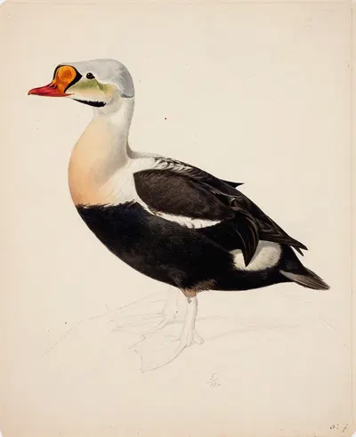 King Eider ; Unfinished by Magnus Von Wright, 1843 — digital art print download