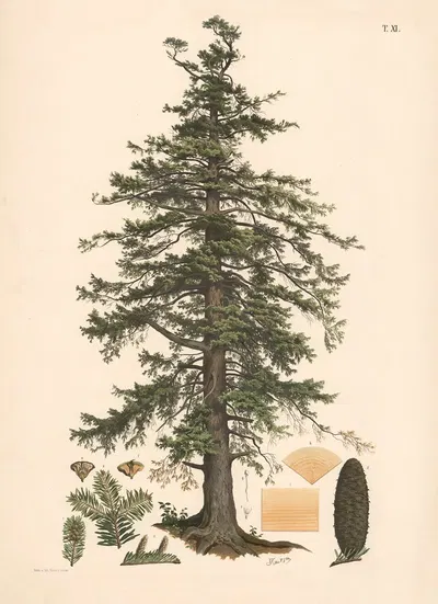 Ædelgran by Johann Kautsky, 1889 — digital art print download