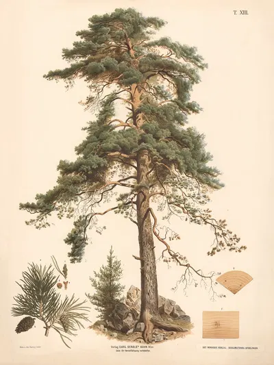 Rødgran by Иоганн Каутский, 1889 — digital art print download