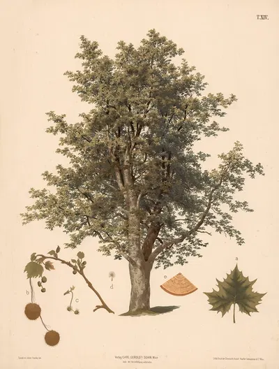Platan by Иоганн Каутский, 1889 — digital art print download
