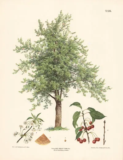 Kirsebærtræ. by Иоганн Каутский, 1889 — digital art print download