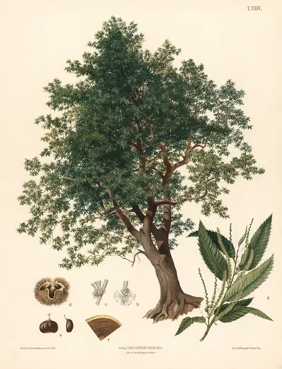 Ægte Kastanje by Johann Kautsky, 1889 — digital art print download