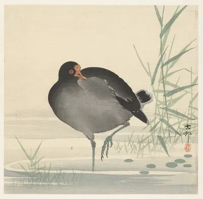 Moorhen by Ohara Koson, 1900 - 1930 — digital art print download