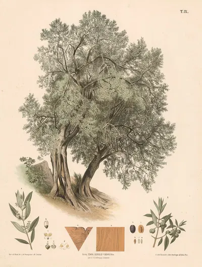 Olietræ by Julius Eduard Mařák, 1889 — digital art print download