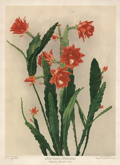 Ackermanns Blattkaktus, Phyllocactus Ackermannii Haw by Leutert & Schneidewind, 1910 — digital art print download