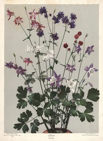 Akelei, Aquilegia by Leutert & Schneidewind, 1910 — digital art print download