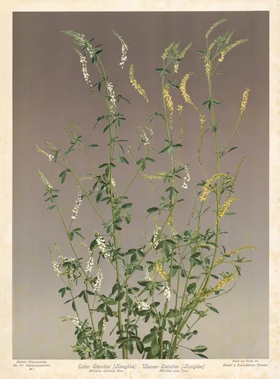 Echter Steinklee (Honigklee) – Weisser Steinklee (Honigklee),Melilotus officinalis Desr. Melilotus albus Desr by Leutert &…