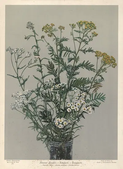 Gemeiner Rainfarn, Schafgarbe, Sumpfgarbe. Tanacetum vulgare, Achillea millefolium, Achillea ptarmica by Leutert &…