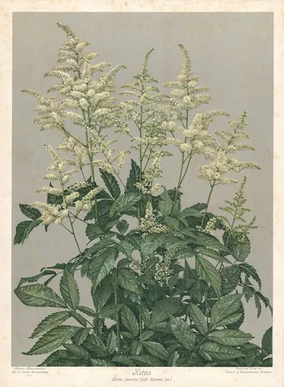 Hoteia. Hoteia japonica (auch Spiraea jap.) by Leutert & Schneidewind, 1910 — digital art print download