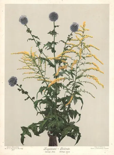 Kugeldistel & Goldrute, Echinops Ritro – Solidago aspera by Leutert & Schneidewind, 1910 — digital art print download
