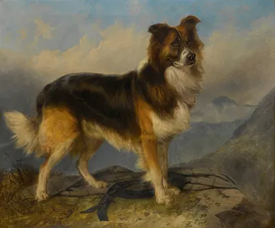 Sammie by Richard Ansdell, 1877 — digital art print download