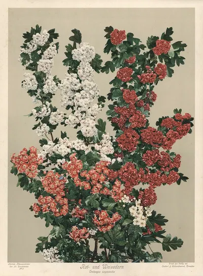 Rot- und Weissdorn. Crataegus oxyacanthea by Leutert & Schneidewind, 1910 — digital art print download