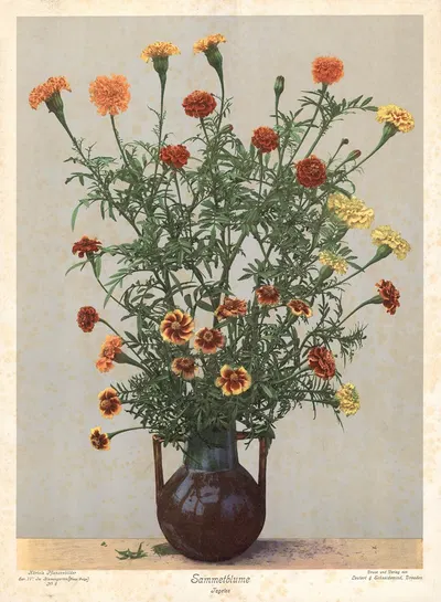 Sammetblume Tagetes by Leutert & Schneidewind, 1910 — digital art print download