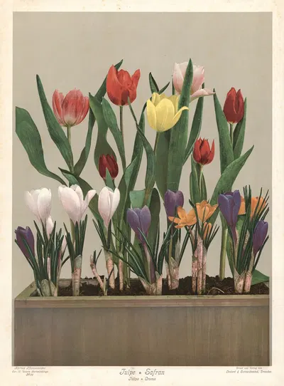Tulpe & Safran. Tulipa & Crocus by Leutert & Schneidewind, 1910 — digital art print download