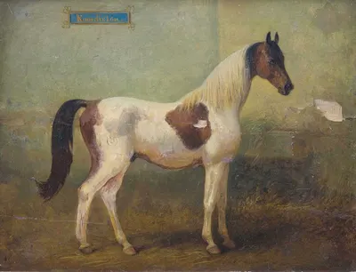 Junger gefleckter Hengst im Stall by Alois Bach — digital art print download
