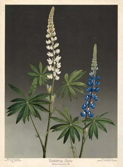 Vielblättrige Lupine, Lupinus plyphyllus Ldl. by Leutert & Schneidewind, 1910 — digital art print download