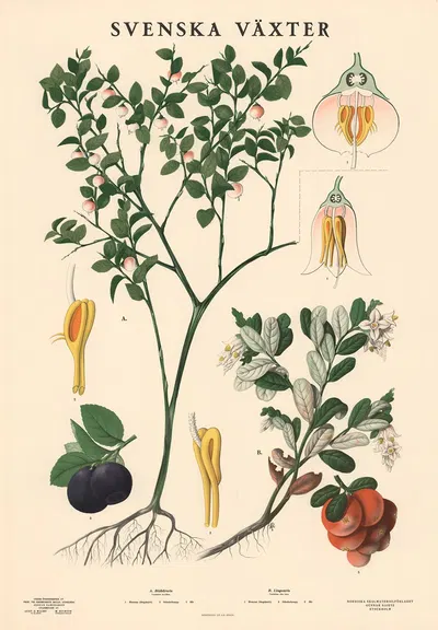 A. Blåbärsris. Vaccinium myrtillus. – B. Lingonris. Vaccinium vitis idæa by Max Richter, 1939 — digital art print download