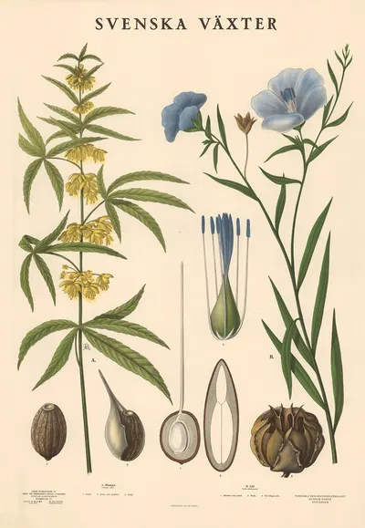 A. Hamp. Cannabis Sativa by Max Richter, 1939 — digital art print download