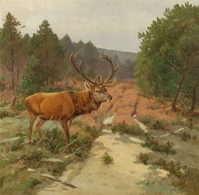 Ein Hirsch auf der Waldlichtung by Christoffer Drathmann — digital art print download