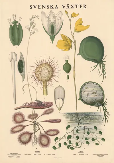 A. Sileshår. Drosera rotundifolia. B. Blåsört. Utricularia intermedia by Max Richter, 1939 — digital art print download