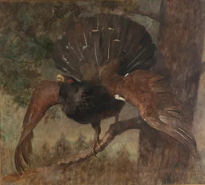Auerhahn by Франц Ксавер фон Паузингер — digital art print download
