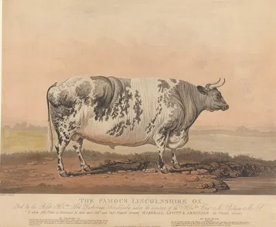 The Famous Lincolnshire Ox by James Barenger, 1823 — digital art print download
