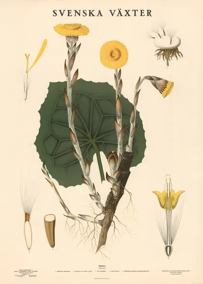 Hästhov (Tussilago farfara) by Max Richter, 1939 — digital art print download