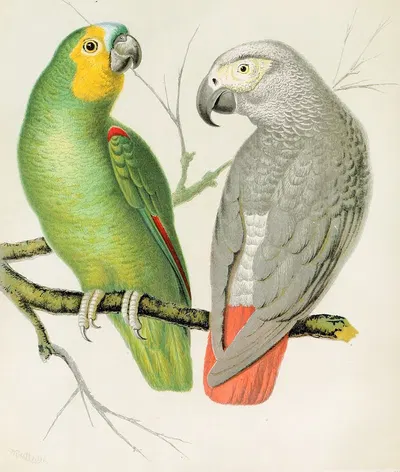 Amazon Parrot, Grey Parrot by W. A . Blakston, 1878 — digital art print download