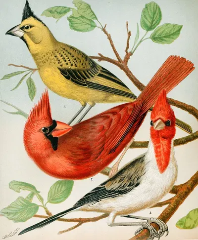 Cardinals,Virginian Nightingale by W. A . Blakston, 1878 — digital art print download