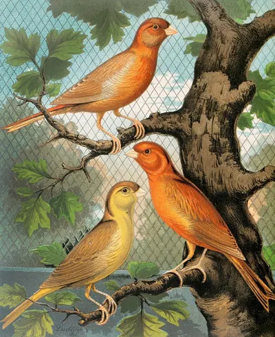 Cinnamon Canaries, Norwich Type by W. A . Blakston, 1878 — digital art print download