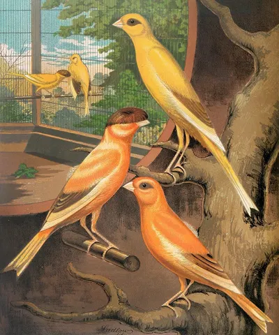 Cinnamon Canaries by W. A . Blakston, 1878 — digital art print download