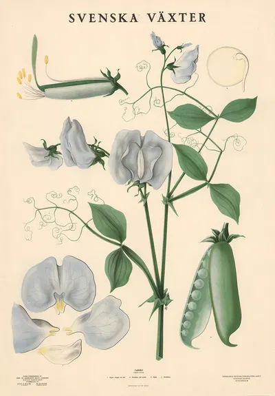 Luktärt, Lathyrus odoratus by Max Richter, 1936 — digital art print download