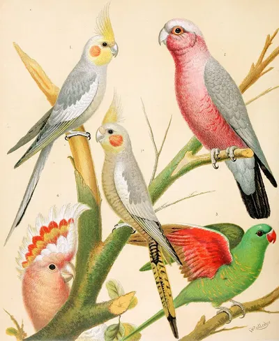 Cockateels, Roseate Cockatoo, Leadbeater's Cockatoo, Scaly-Breasted Parrakeet by W. A . Blakston, 1878 — digital art print…