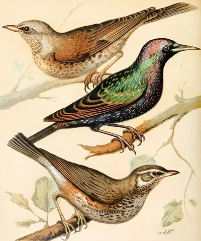 Fieldfare, Starling, Redwing by W. A . Blakston, 1878 — digital art print download