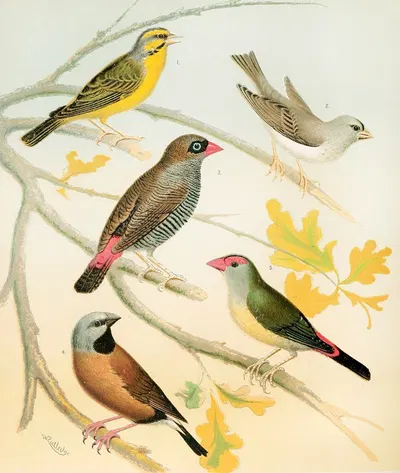 Finches And Australian Waxbill by W. A . Blakston, 1878 — digital art print download