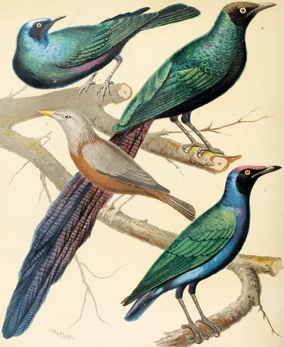 Glossy Starlings, Malabar Mynah by W. A . Blakston, 1878 — digital art print download