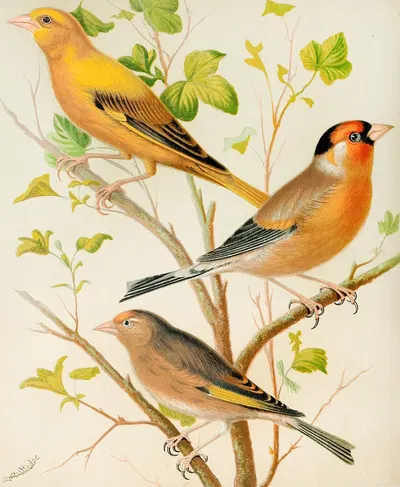 Greenfinch And Linnet, Bullfinch And Goldfinch, Greenfitch And Canary Mule by W. A . Blakston, 1878 — digital art print…