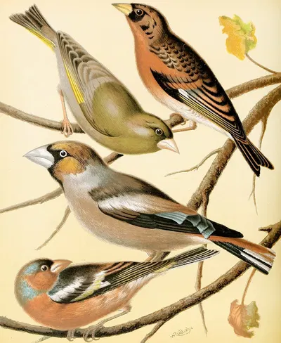 Greenfinch, Mountain Finch, Hawfinch, Chaffinch by W. A . Blakston, 1878 — digital art print download