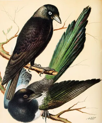 Jackdaw, Magpie by W. A . Blakston, 1878 — digital art print download