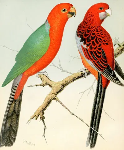 King Parrot, Pennant's Parrakeet by W. A . Blakston, 1878 — digital art print download